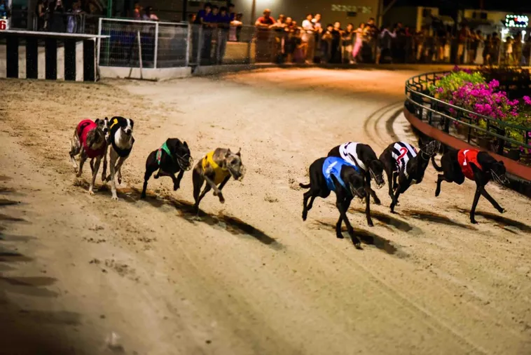 Hướng Dẫn Chi Tiết Cách Chơi Game Nhanh Đua Chó Tại Bet88 2 Hướng Dẫn Chi Tiết Cách Chơi Game Nhanh Đua Chó Tại Bet88